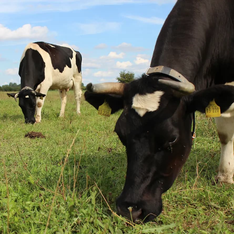 56684_DG_Grimmen_Landwirtschaft (2).JPG Landwirtschaft in der SOS-Dorfgemeinschaft Grimmen-Hohenwieden