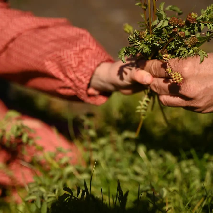 127879_KD_Duesseldorf_Waldkobolde_DSC_9956.JPG Kind reicht einer erwachsenen Person im Wald eine frisch gesammelte Pflanze.