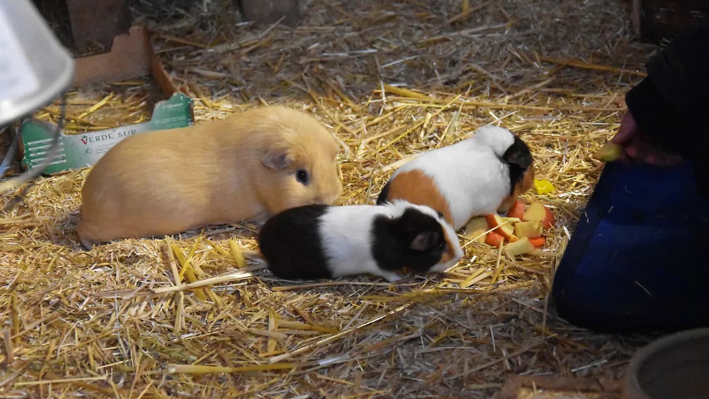 Nachwuchs für die Meerschweinchen