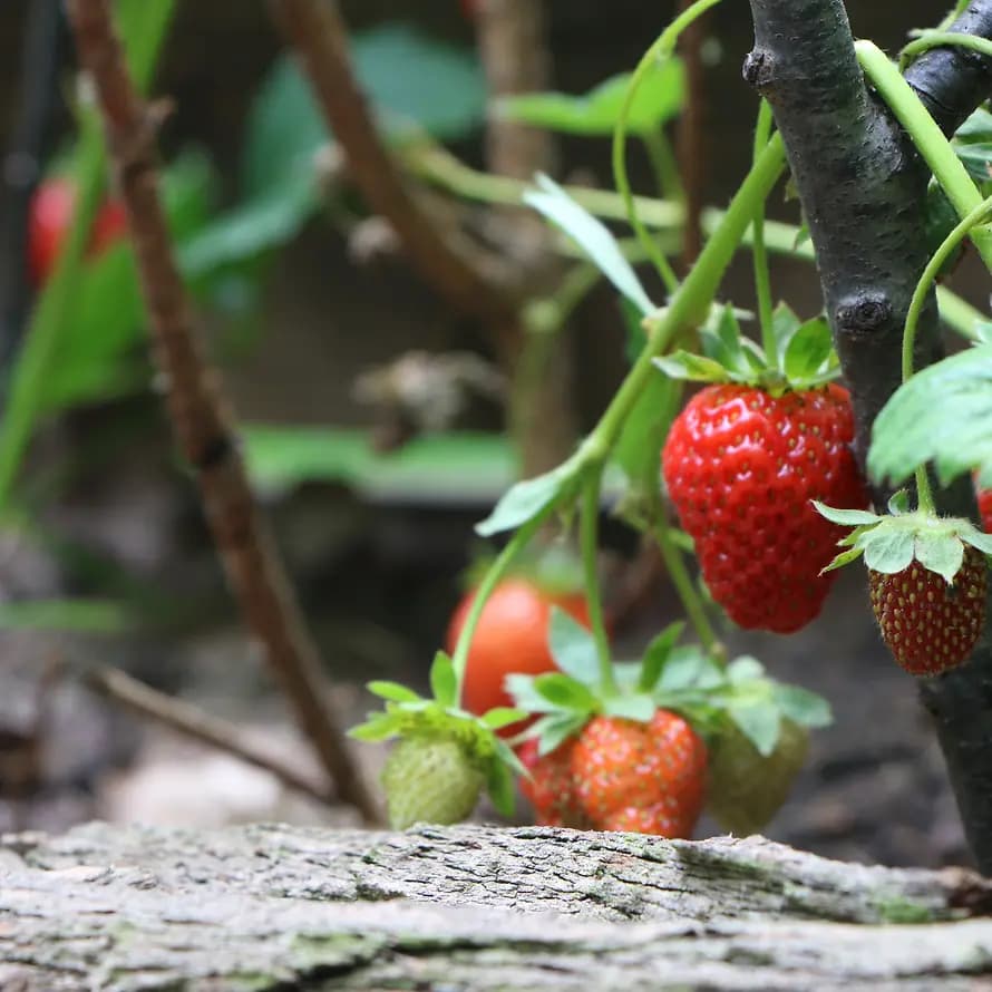 51869_KD Berlin_Internationaler Garten_Blume4.JPG Köstlich zum Naschen: frische Erdbeeren