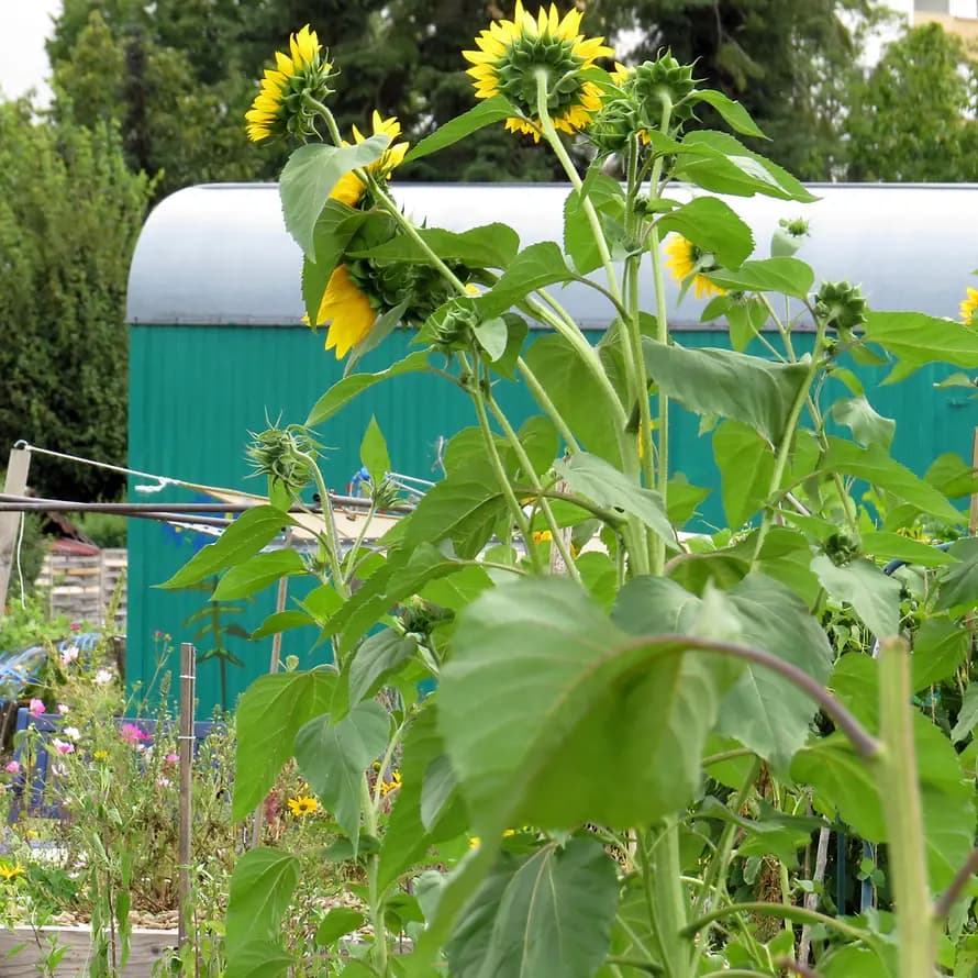 Interkultureller Garten im SOS-Familienzentrum Neuaubing Das SOS-Familienzentrum Neuaubing ist Anlaufstelle für Kinder, Jugendliche und ihre Familien